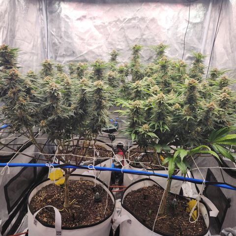 J's S cut growlog timeline photo