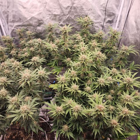 J's S cut growlog timeline photo