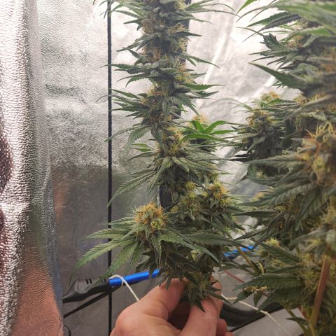 J's S cut growlog timeline photo