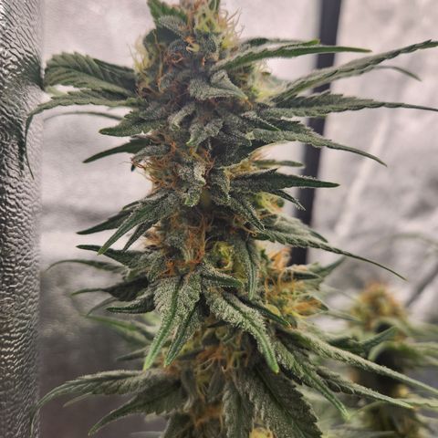 J's S cut growlog timeline photo