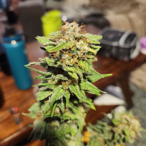 J's S cut growlog photo: Took a branch to check trics I think I'll give it another week or two