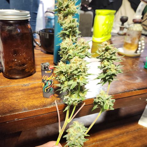 J's S cut growlog photo: Took a branch to check trics I think I'll give it another week or two