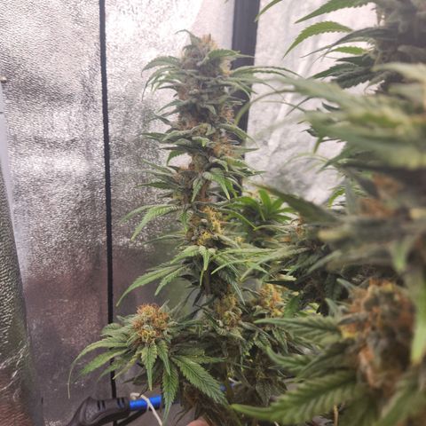 J's S cut growlog timeline photo
