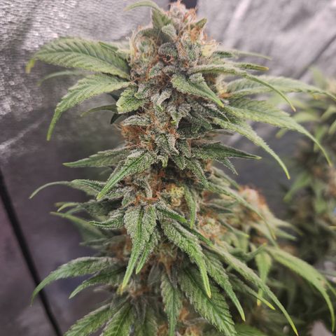 J's S cut growlog timeline photo