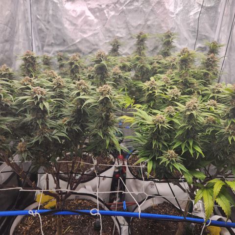 J's S cut growlog timeline photo