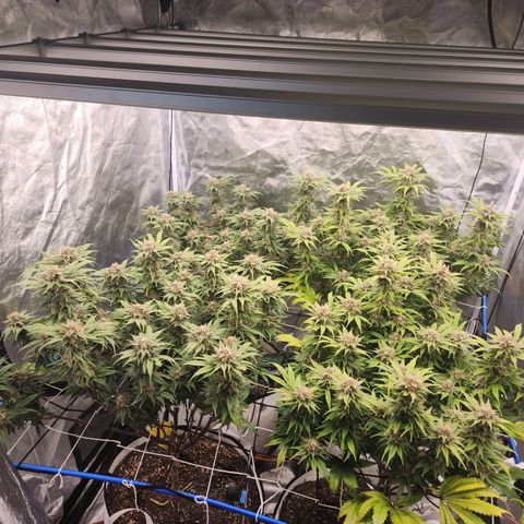 J's S cut growlog timeline photo