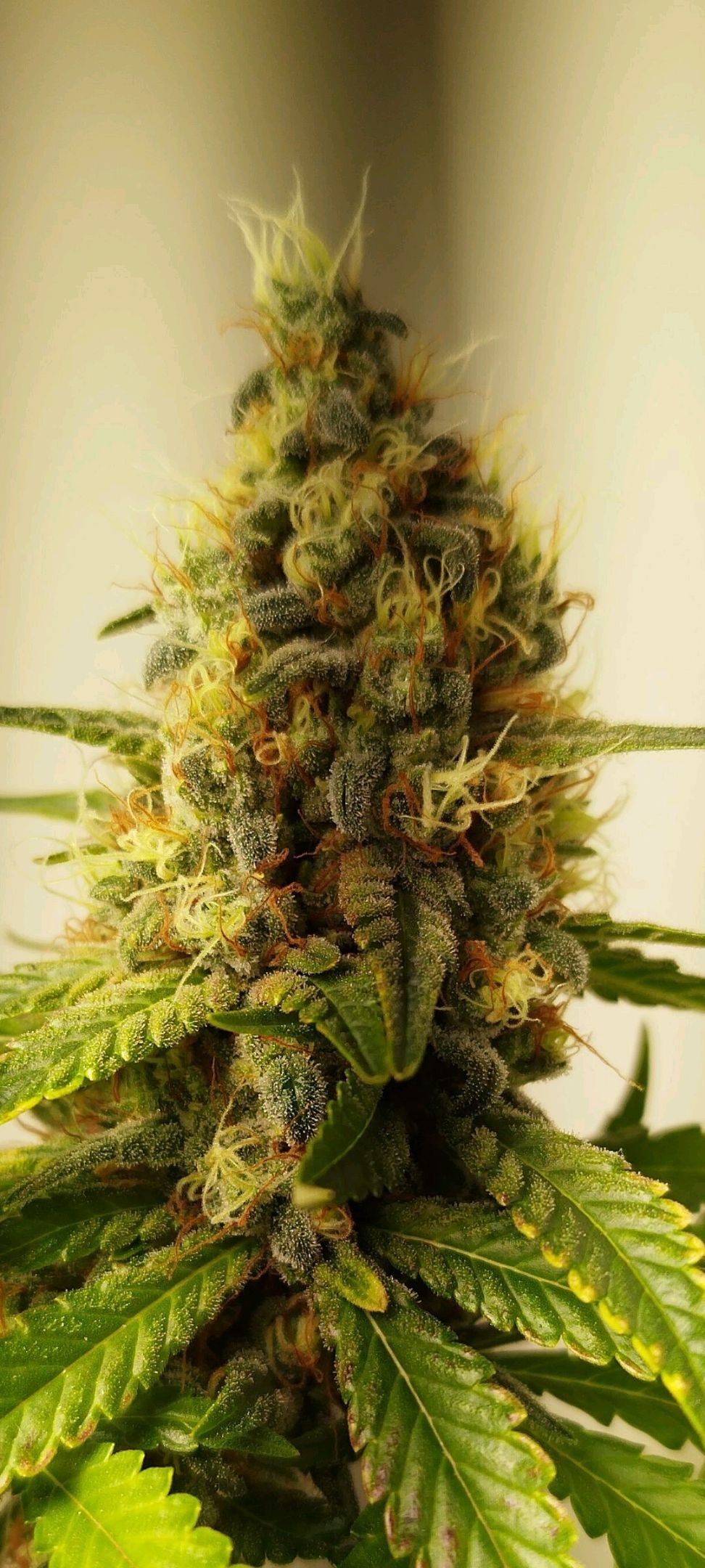 Banana Og Kush  growlog header