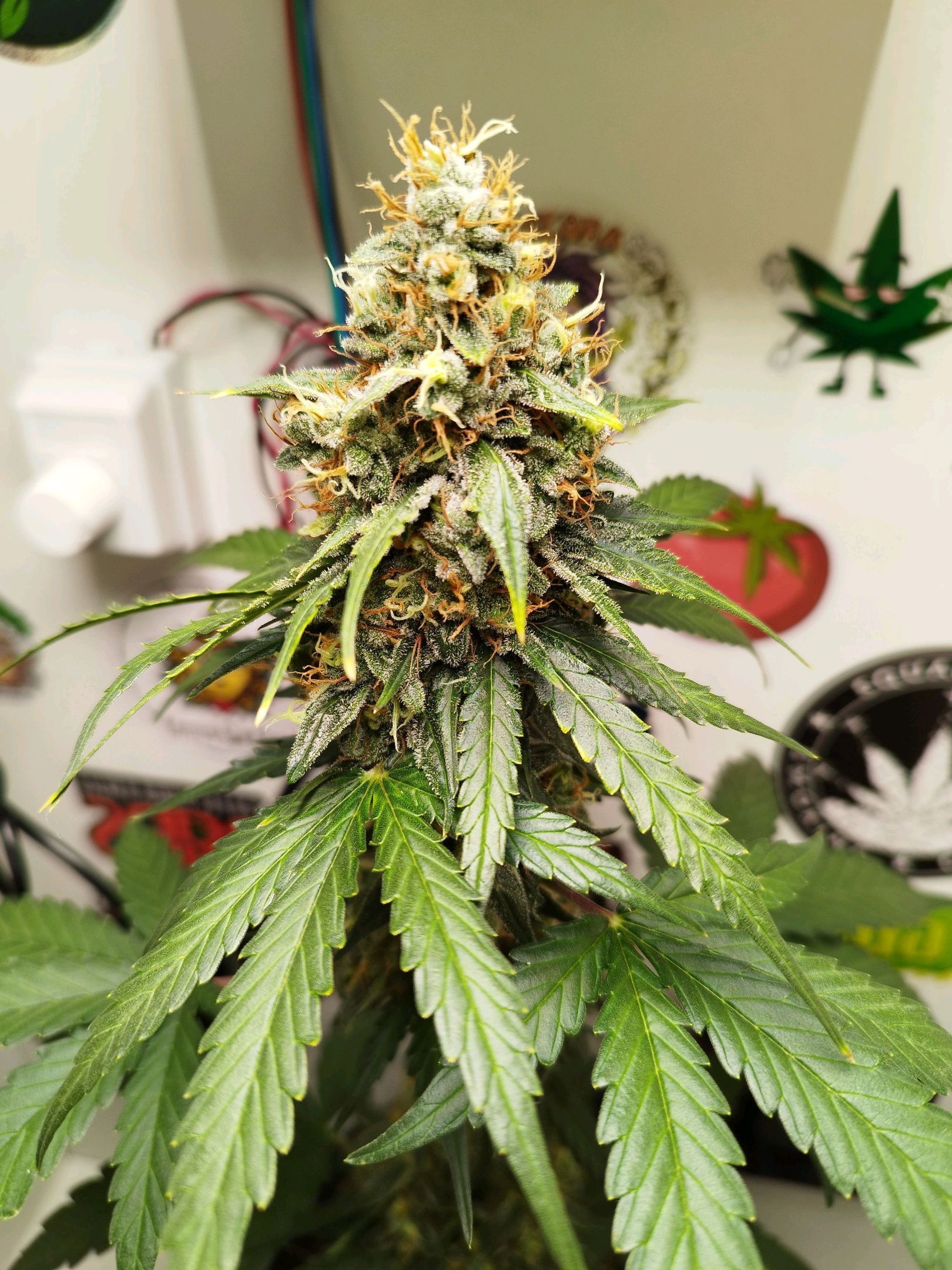Gorilla Kush #2 growlog header