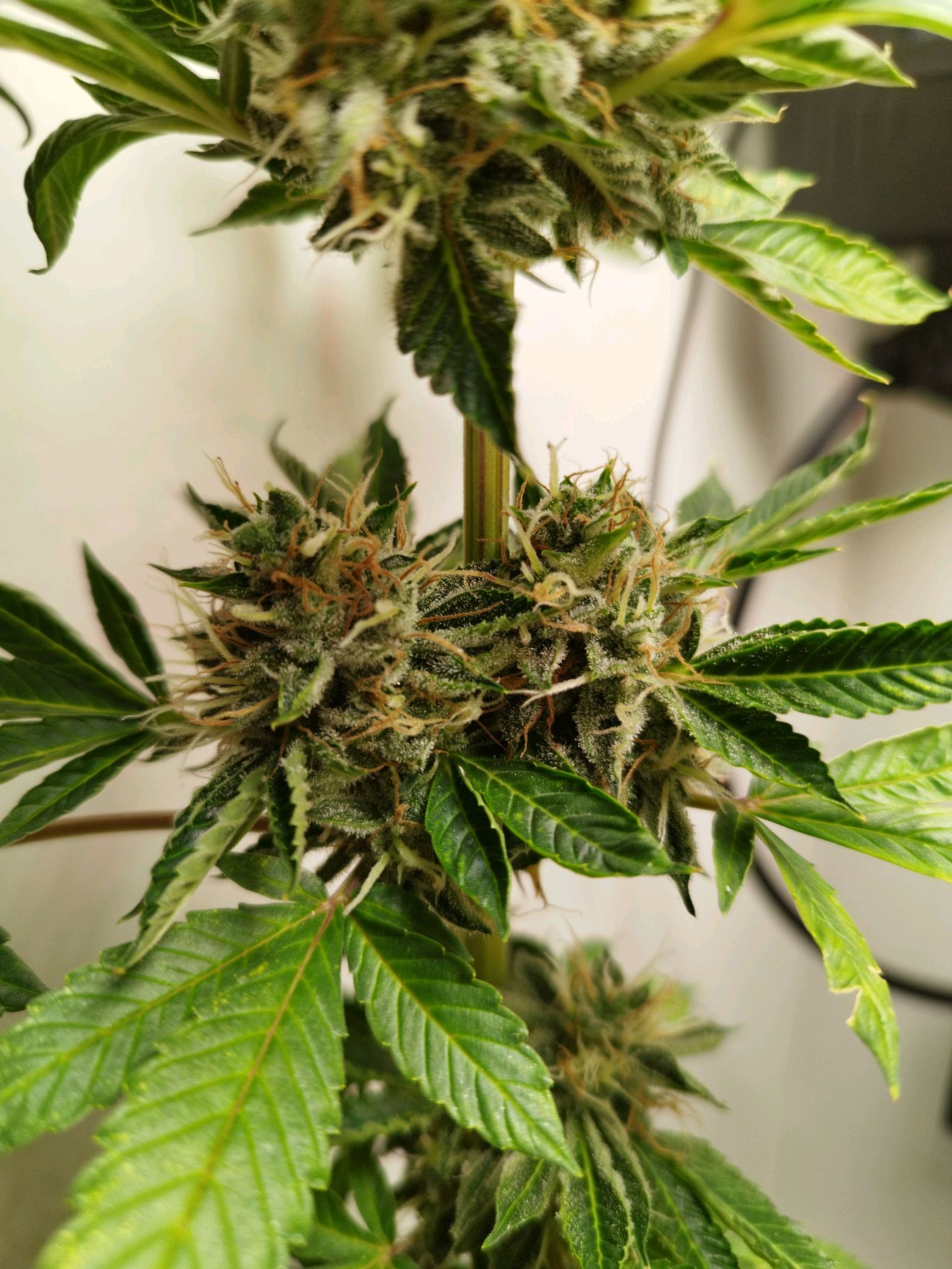 Gorilla Kush #1 growlog header