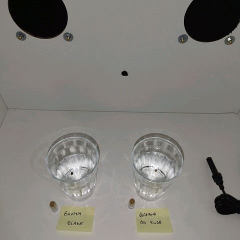 Banana Og Kush  growlog photo