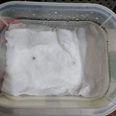 Banana Og Kush  growlog photo