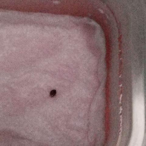 Banana Og Kush  growlog photo