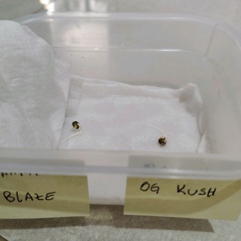 Banana Og Kush  growlog photo