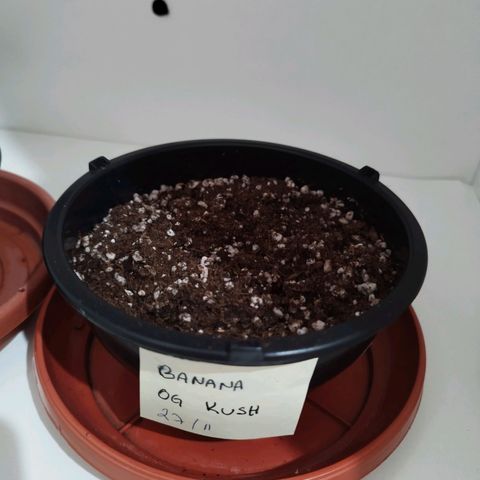 Banana Og Kush  growlog photo