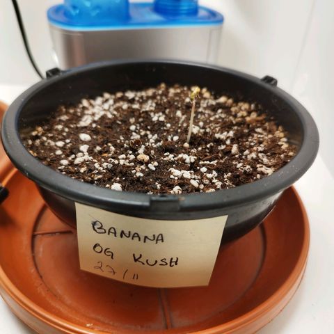 Banana Og Kush  growlog timeline photo
