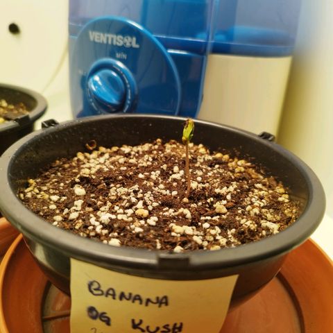 Banana Og Kush  growlog timeline photo