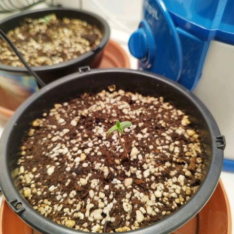 Banana Og Kush  growlog photo: Foto tirada às 22:22