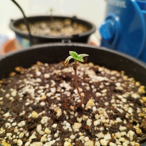 Banana Og Kush  growlog timeline photo