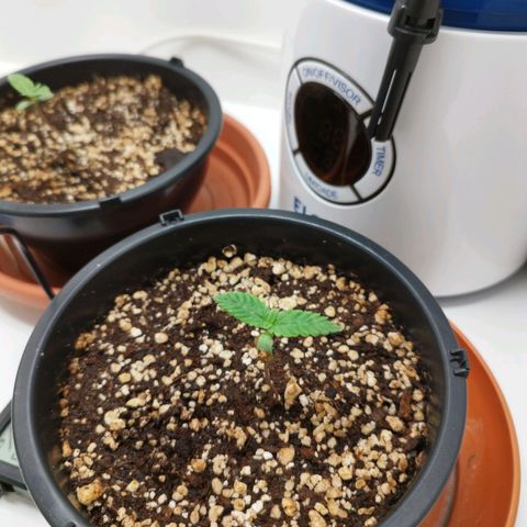 Banana Og Kush  growlog timeline photo