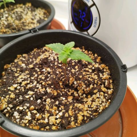 Banana Og Kush  growlog timeline photo