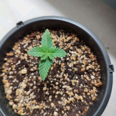 Banana Og Kush  growlog timeline photo