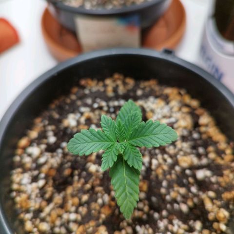 Banana Og Kush  growlog timeline photo