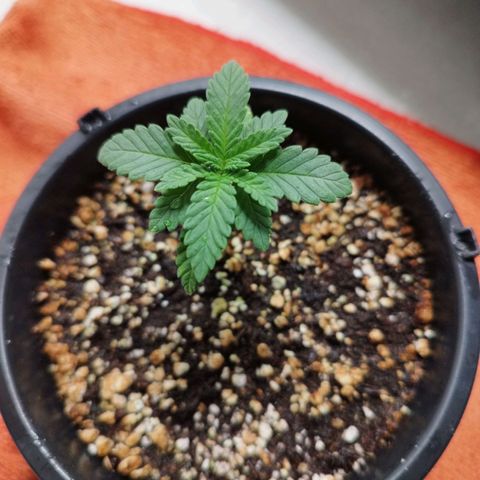 Banana Og Kush  growlog timeline photo