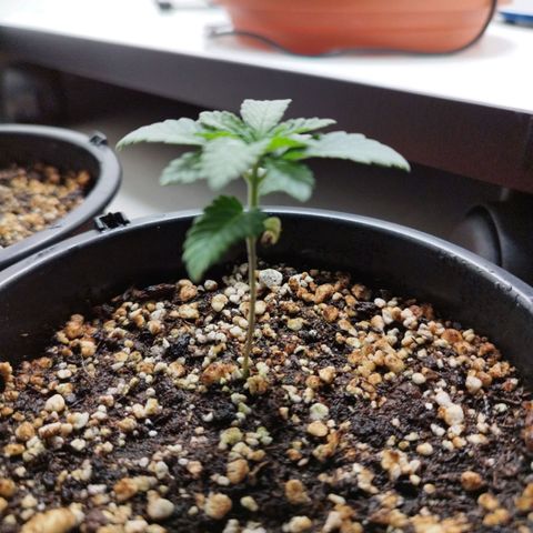 Banana Og Kush  growlog timeline photo