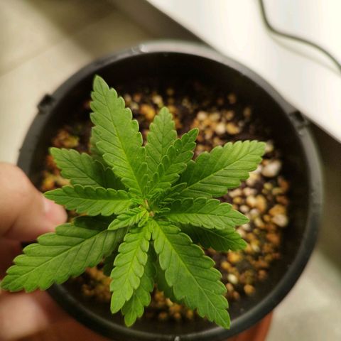 Banana Og Kush  growlog timeline photo