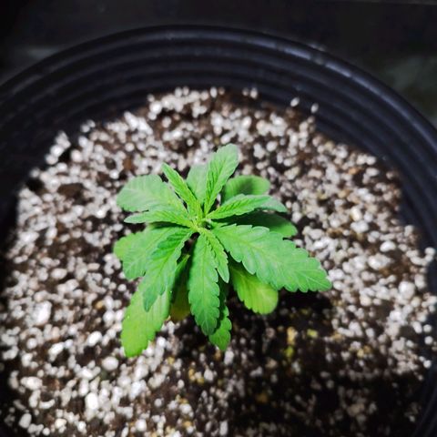 Banana Og Kush  growlog photo: Transplante de vaso