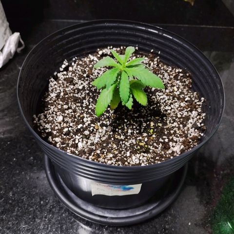 Banana Og Kush  growlog photo: Transplante de vaso
