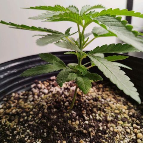 Banana Og Kush  growlog timeline photo