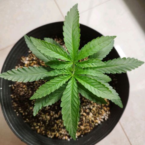Banana Og Kush  growlog timeline photo