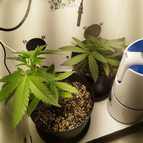 Banana Og Kush  growlog timeline photo