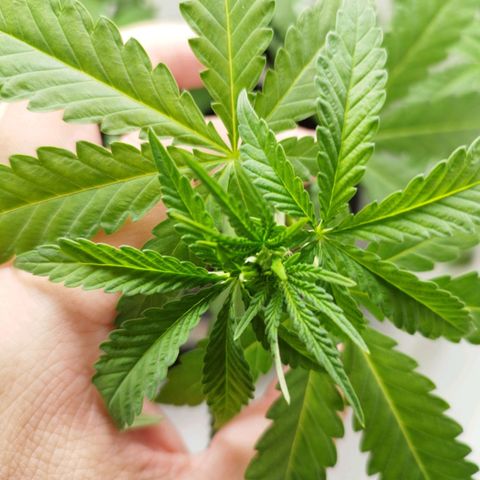 Banana Og Kush  growlog timeline photo