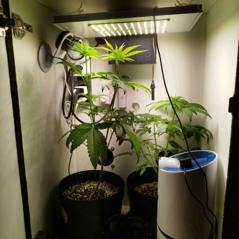 Banana Og Kush  growlog timeline photo