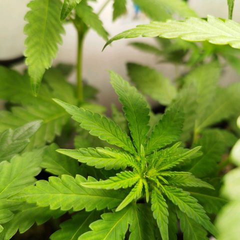 Banana Og Kush  growlog timeline photo