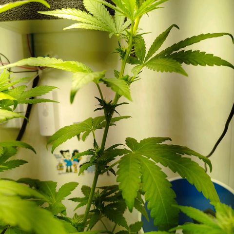 Banana Og Kush  growlog timeline photo