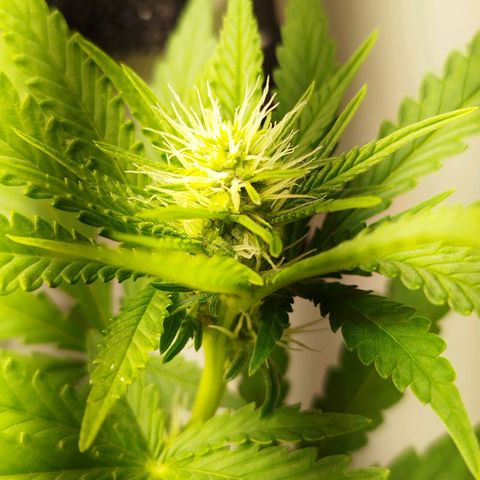 Banana Og Kush  growlog timeline photo