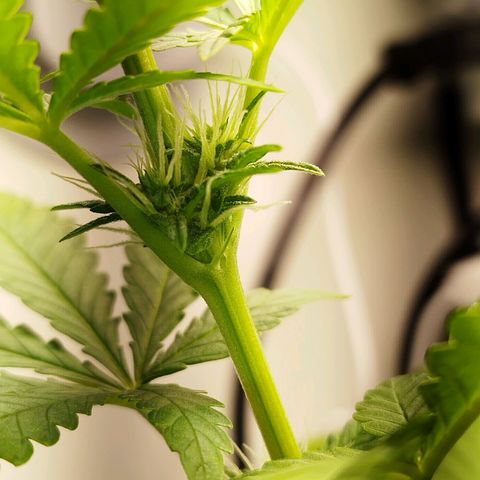 Banana Og Kush  growlog timeline photo