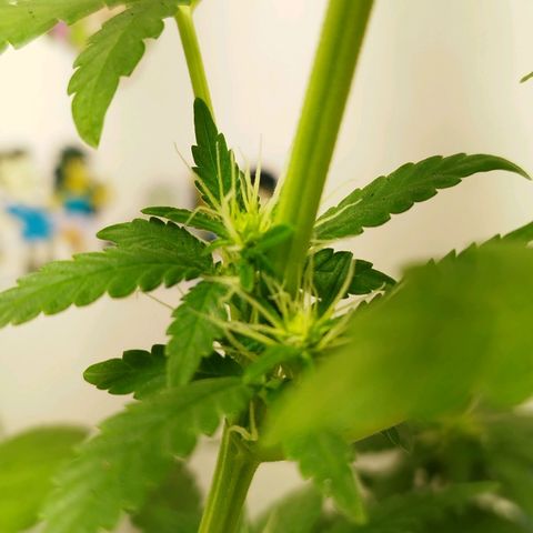 Banana Og Kush  growlog timeline photo