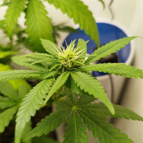 Banana Og Kush  growlog timeline photo