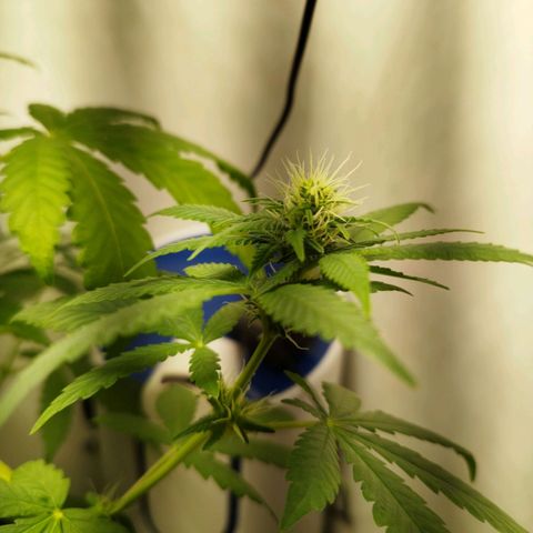 Banana Og Kush  growlog timeline photo