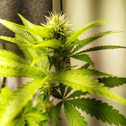 Banana Og Kush  growlog timeline photo