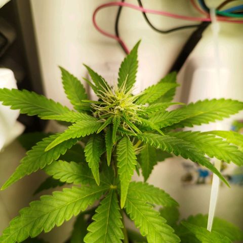 Banana Og Kush  growlog timeline photo