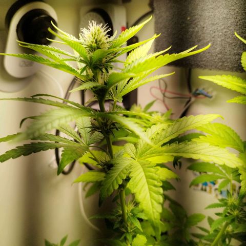 Banana Og Kush  growlog timeline photo