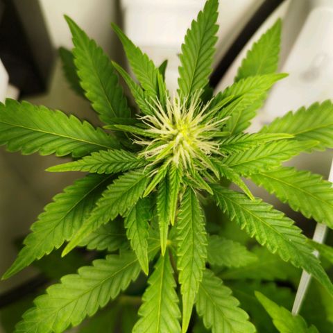 Banana Og Kush  growlog timeline photo