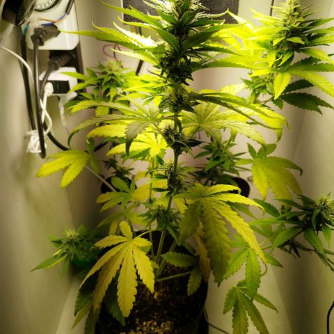 Banana Og Kush  growlog timeline photo