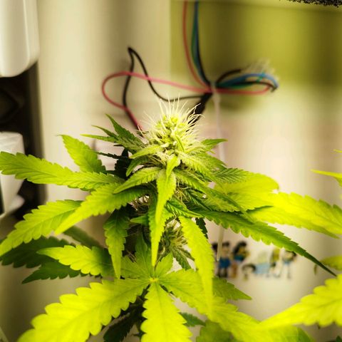 Banana Og Kush  growlog timeline photo