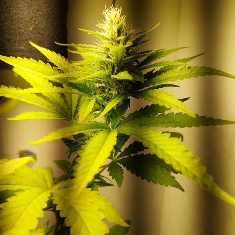 Banana Og Kush  growlog timeline photo